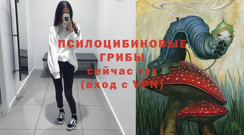 где купить наркотик  Балтийск  Псилоцибиновые грибы Magic Shrooms 